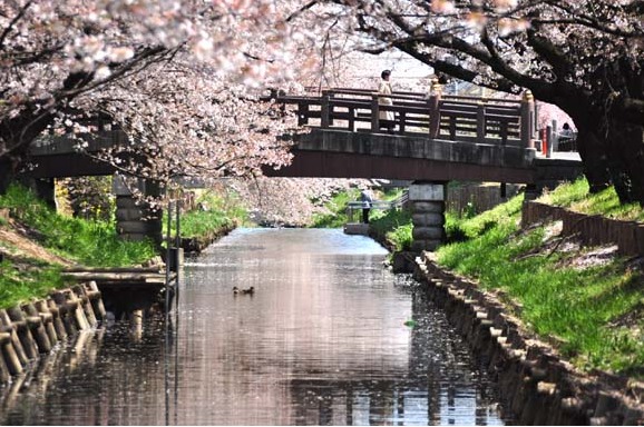 桜川