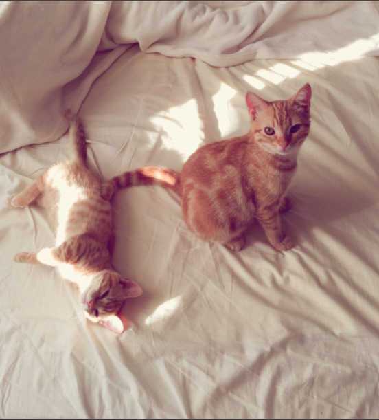 【似てる】花江夏樹の飼い猫が2匹ともかわいい！名前と見分け方をお伝えします