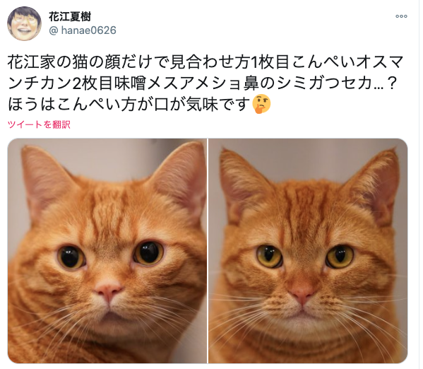 【声優】花江夏樹の猫写真がプロ級！どこのカメラで撮っているの？