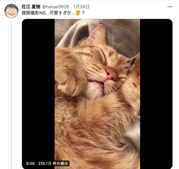 【声優】花江夏樹の猫写真がプロ級！どこのカメラで撮っているの？